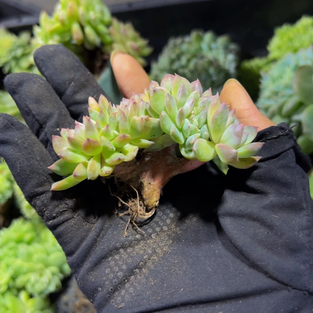 荷花冰魄缀微瑕 天天开心