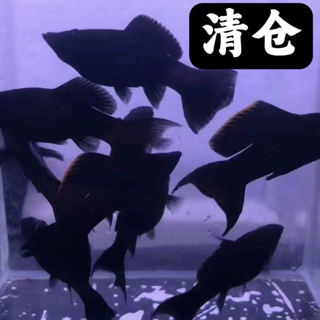 【燕尾黑玛丽】8条+2条备损观赏鱼好看好养新手易繁殖鱼