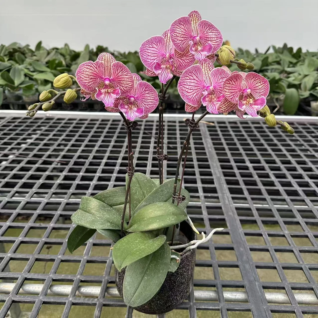 【红锦鲤A8】橘红色蝴蝶兰.2.8寸杯源头基地.精品送礼花卉.年花