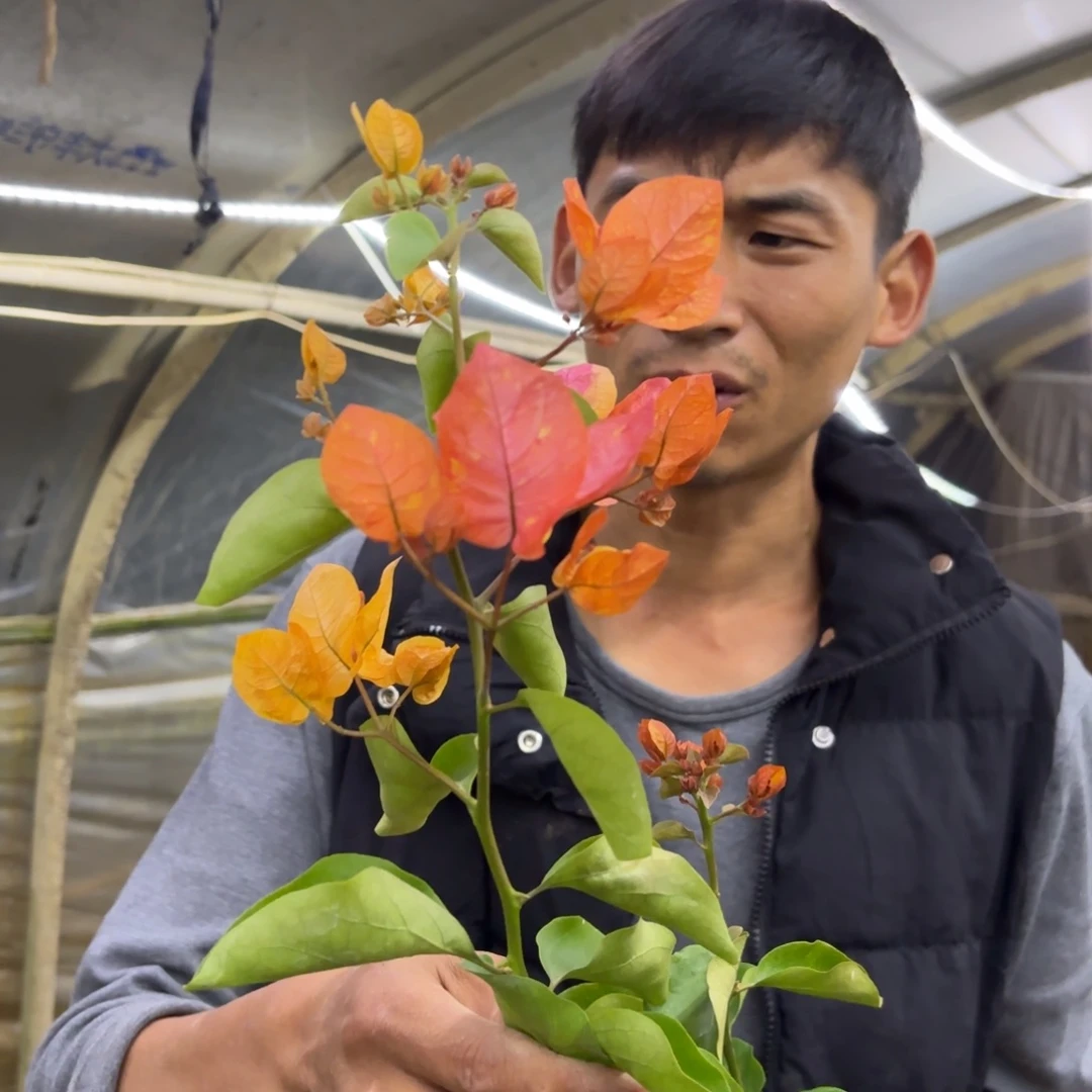 全部花苞（阿达娜）三角梅会落花落叶会光杆苗有大有小