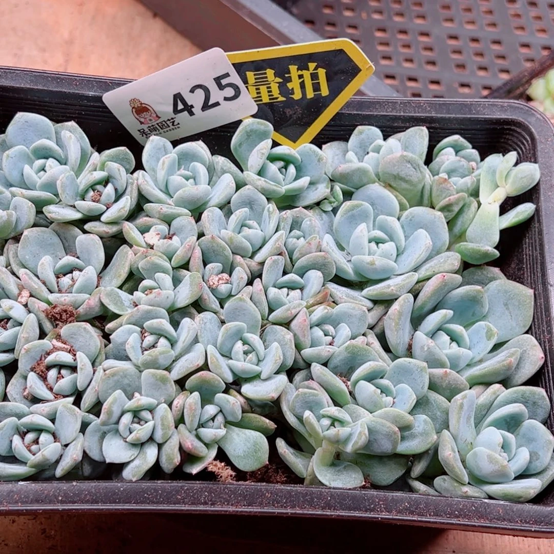多肉植物多肉植物