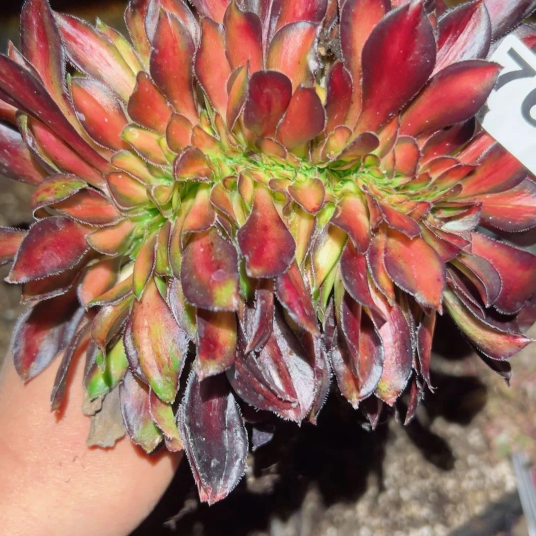 768 号多肉植物法师新年福利