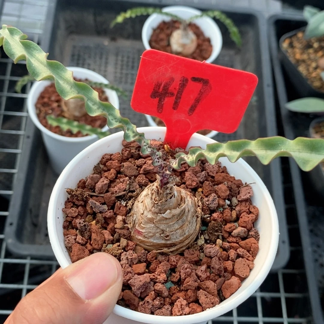 波叶血莲多肉植物