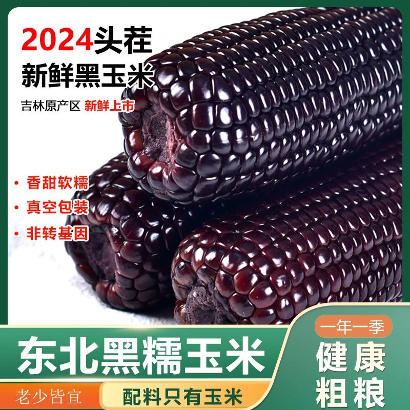 2024黑糯玉米东北新鲜黄糯玉米黏甜粘苞米粒真空装现摘早餐非即食