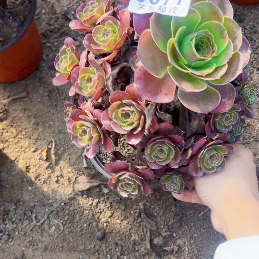 玫瑰多肉植物法师0077