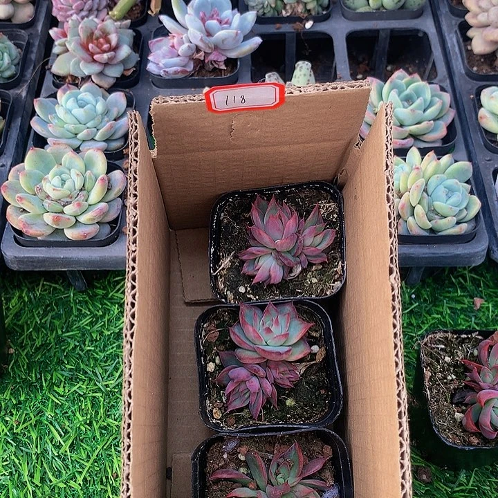 118惊鸿仙子多肉