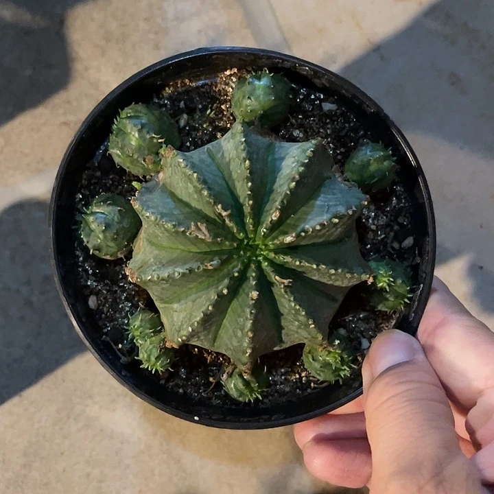无花朵法利达大群
