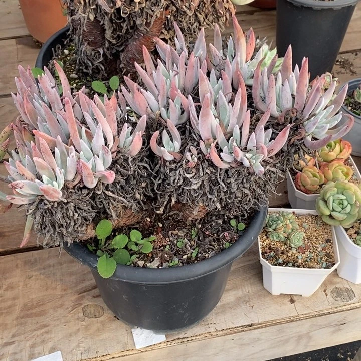 3981哈哈哈哈哈哈哈哈哈