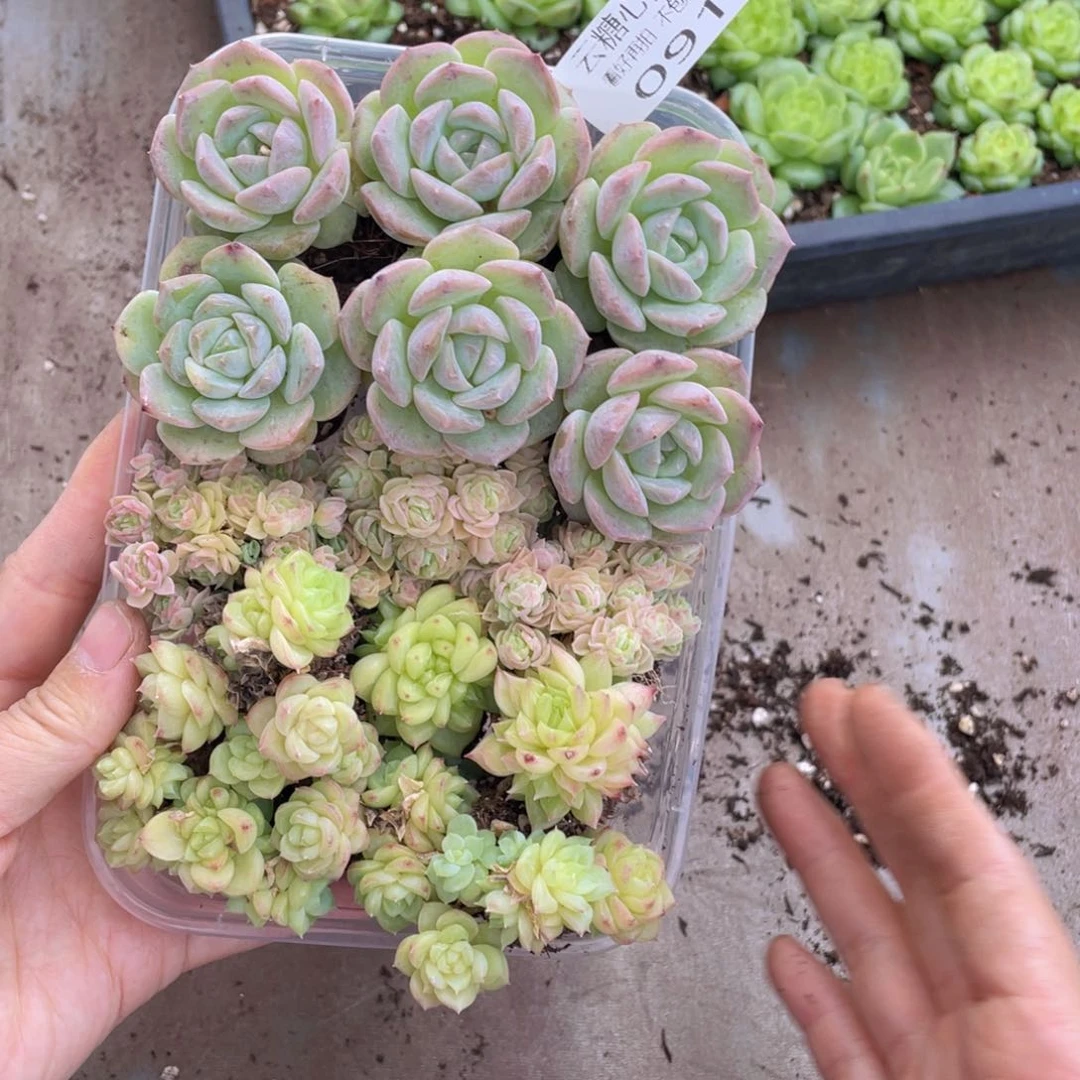 云糖心多肉植物091