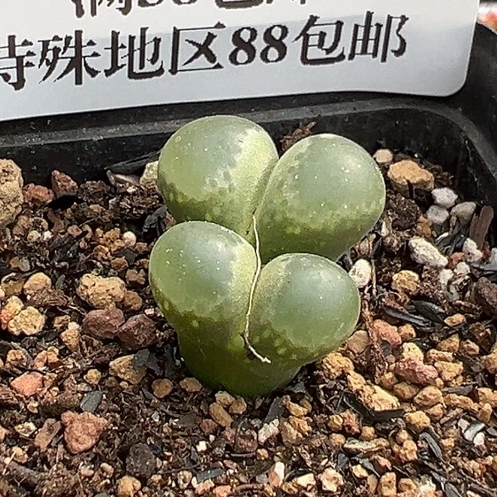 无花朵597号特价风铃