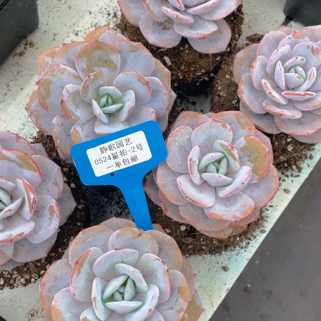 0524-2-韩版奶茶大单头老桩一颗