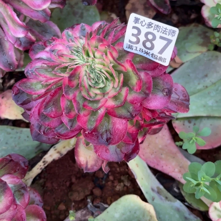 A*a387荔枝缀化掌心多肉法师锦