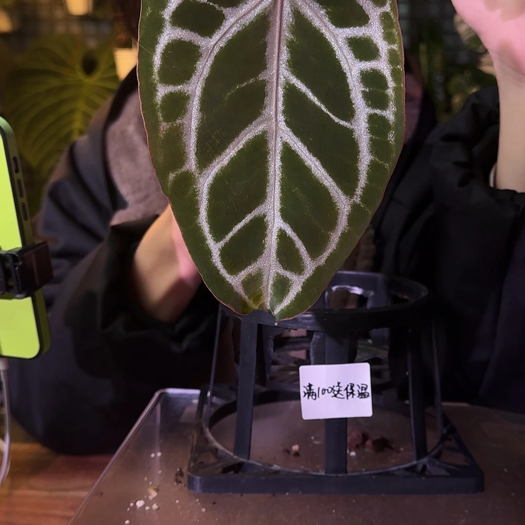 不开花植物G421粉钻石