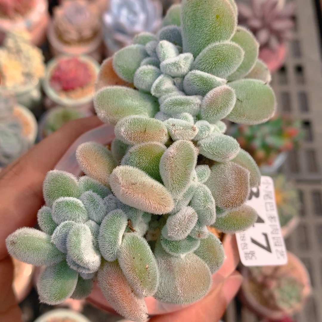 BC小尾巴5CM迷你拇指盆栽347