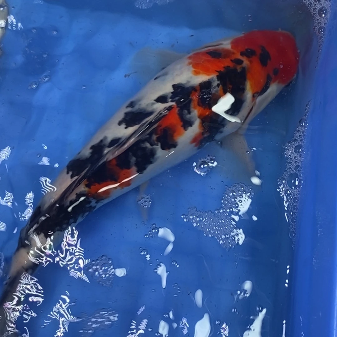 海水鱼冷水锦鲤包邮