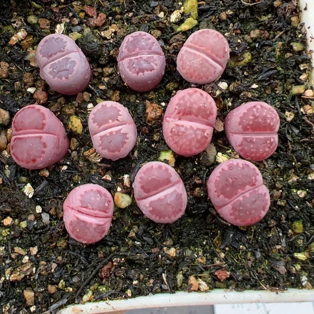 2.5好看的多肉663