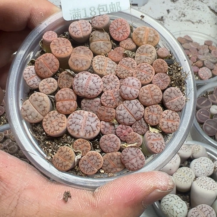 【闪购商品】 1186。