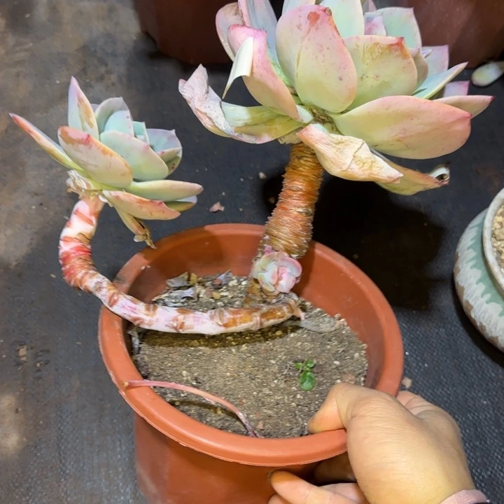 白凤340 多肉植物一物一拍