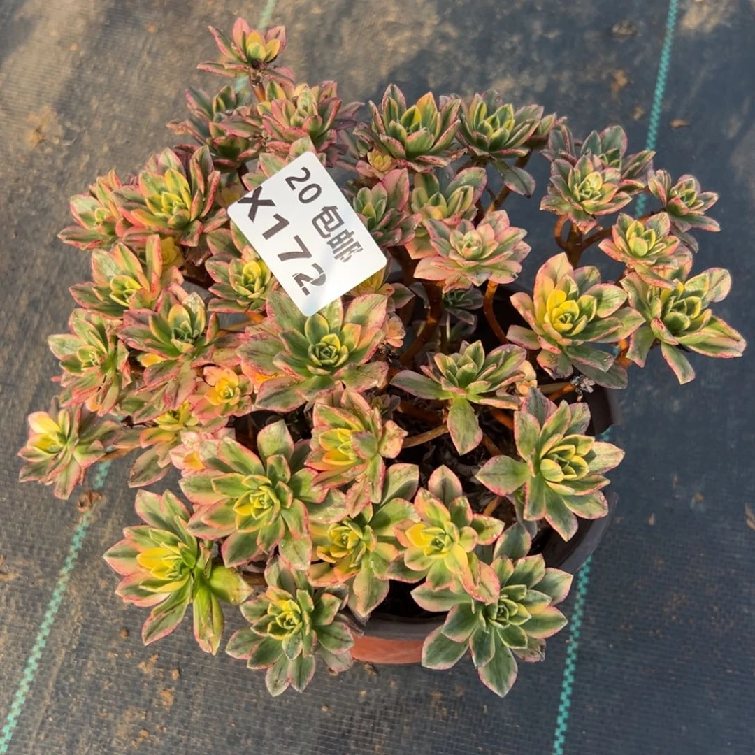 172甜茶，满20包邮嘟叮熊