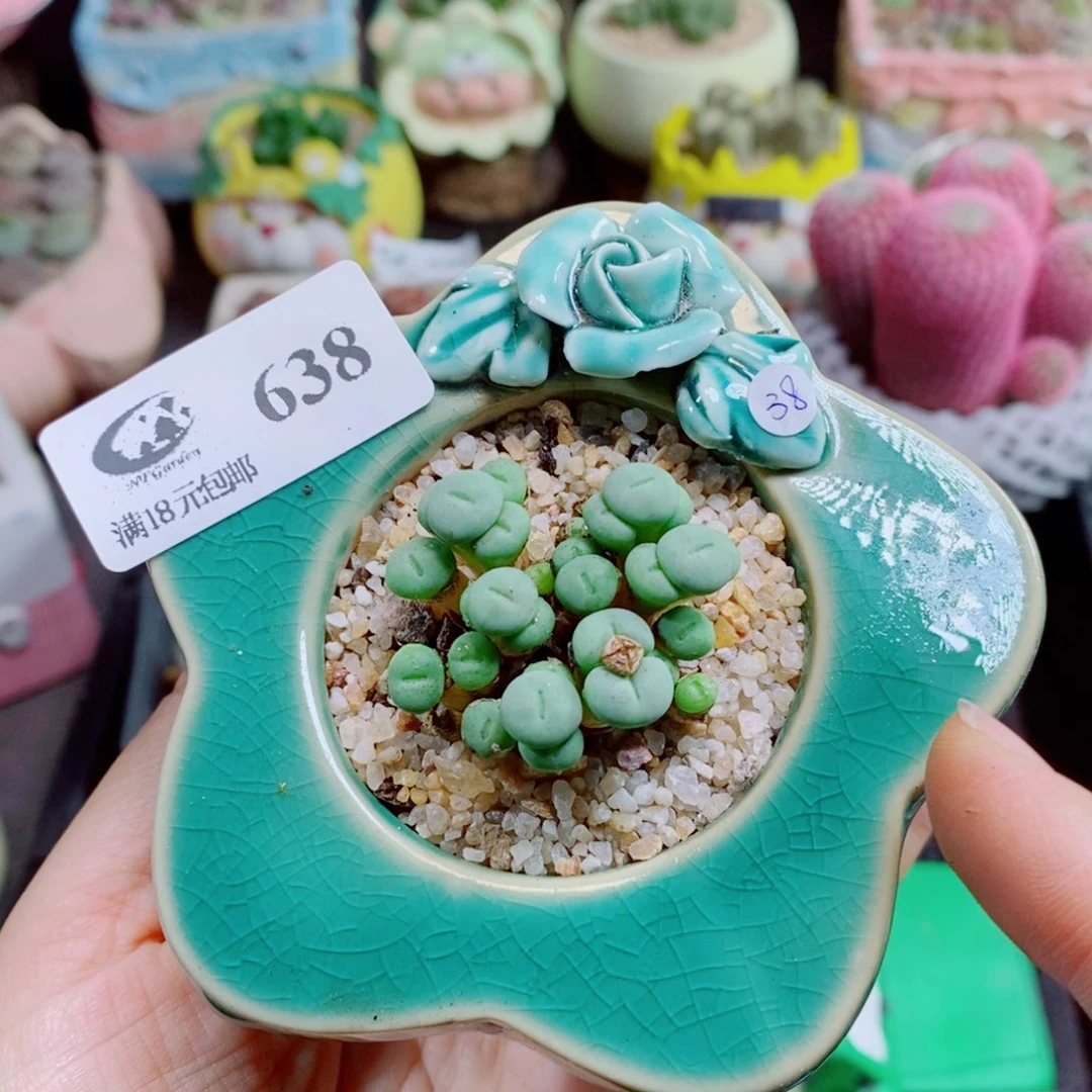 生石花花花花花花花638