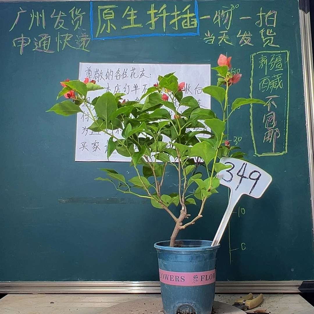 当前无花栽培后可以开花落日不甜西瓜同株349