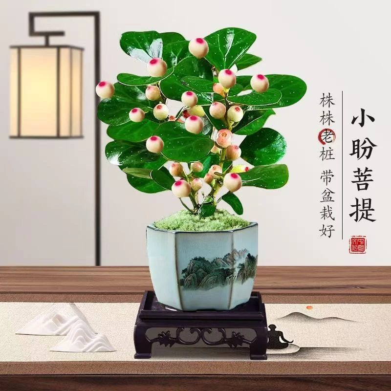 小盼菩提禅意中式室内客厅好样茶桌办公室绿植商品图