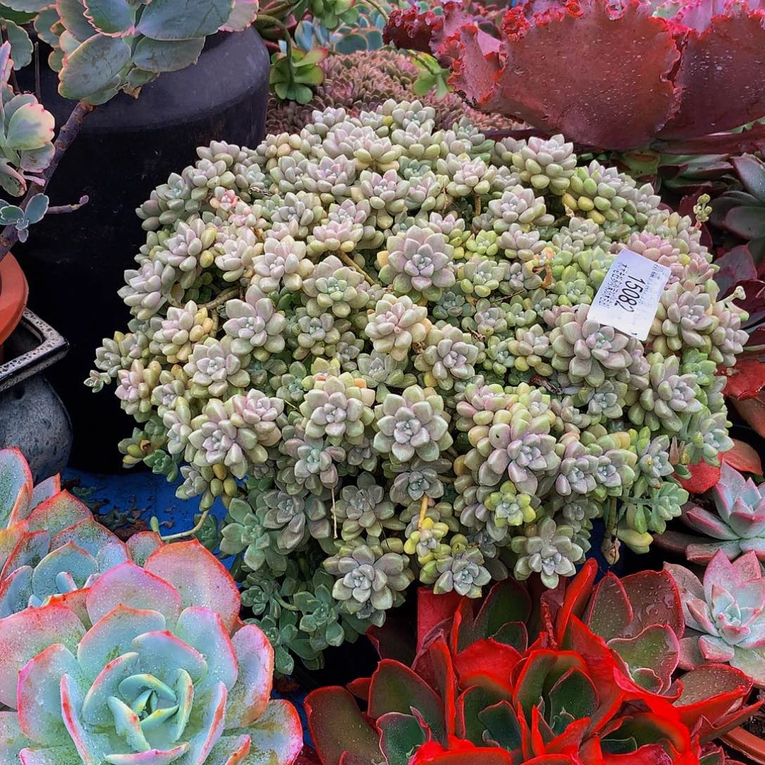 槿***初   丸叶姬秋丽多肉15082