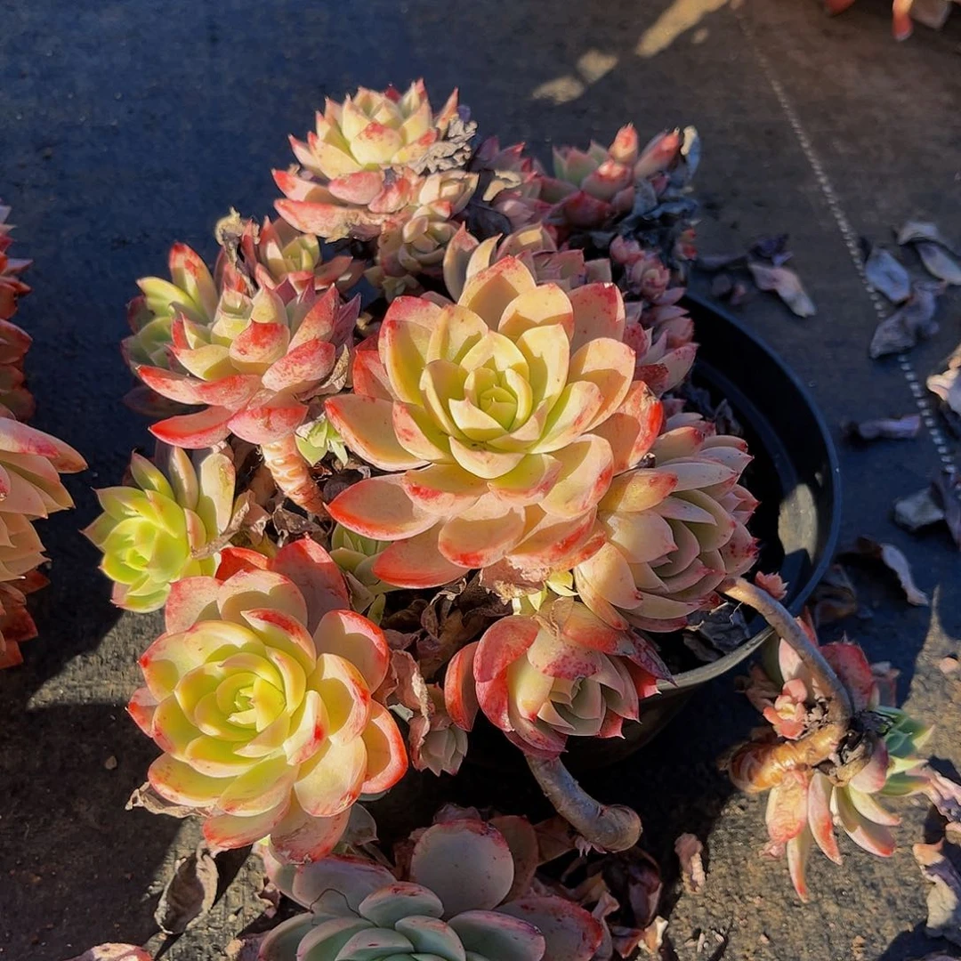 丝绸面纱6896一物一拍