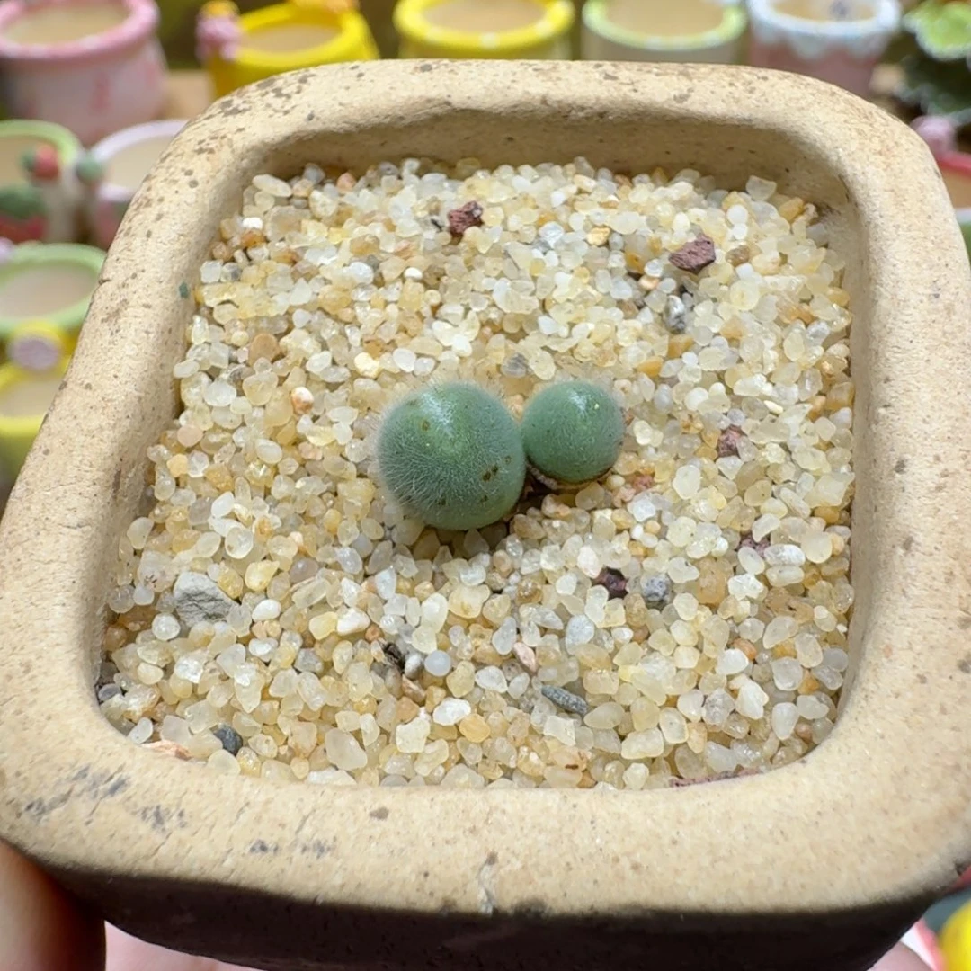 蘑菇1146小美毛球多肉植物
