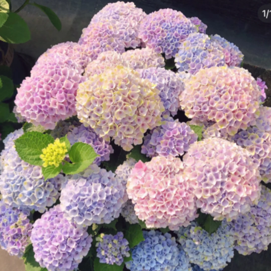 大花绣球新品花盆栽庭院阳台植物耐热观赏花卉