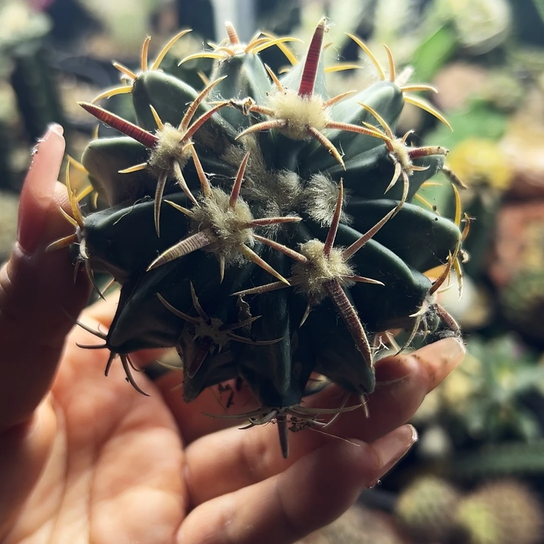 王林波仙人球111111111