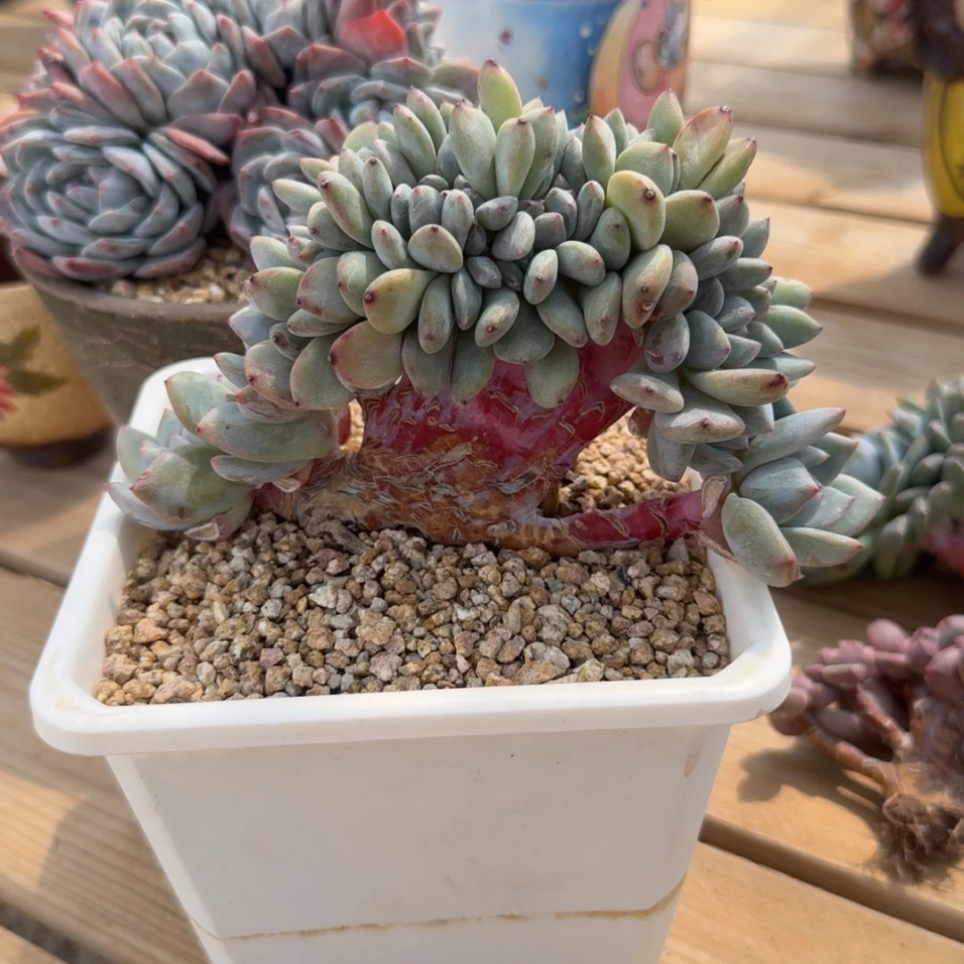 星影小树zzzzzzzzz