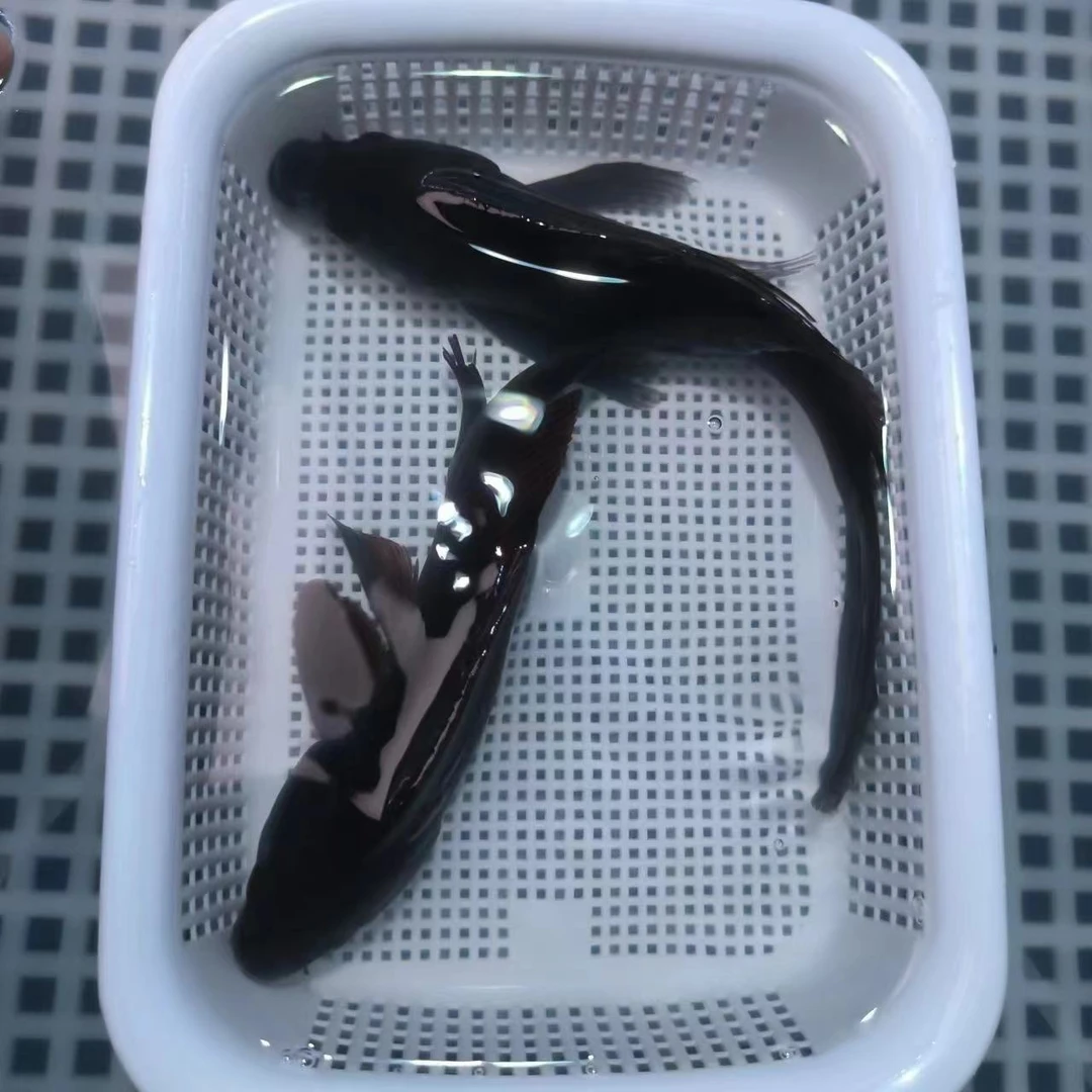 【18-20大尺寸】黑金两条锦鲤冷水鱼大尺寸观赏鱼好看耐看好养好活