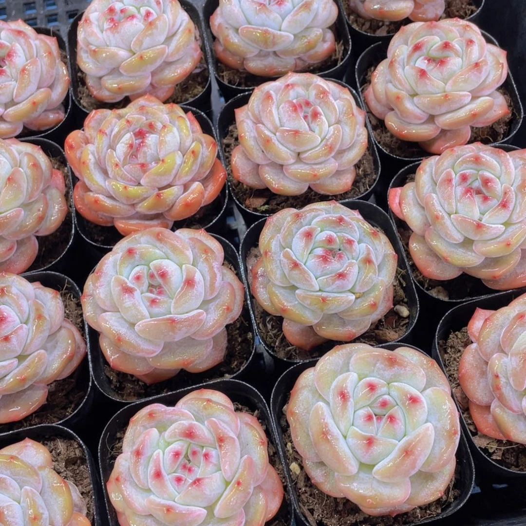 量拍3号紫皮石榴籽星影单头两个