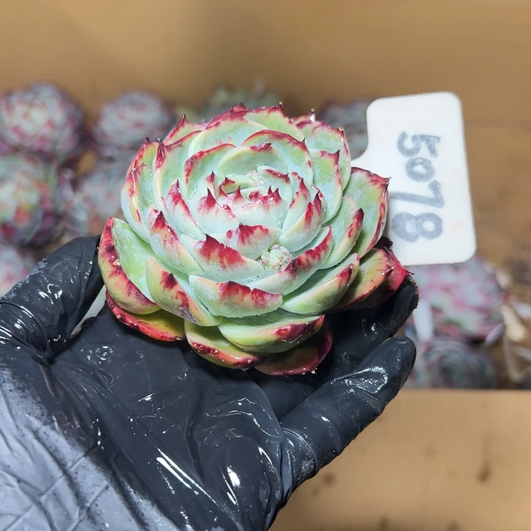 花***土惊鸿仙子一物一拍5078号