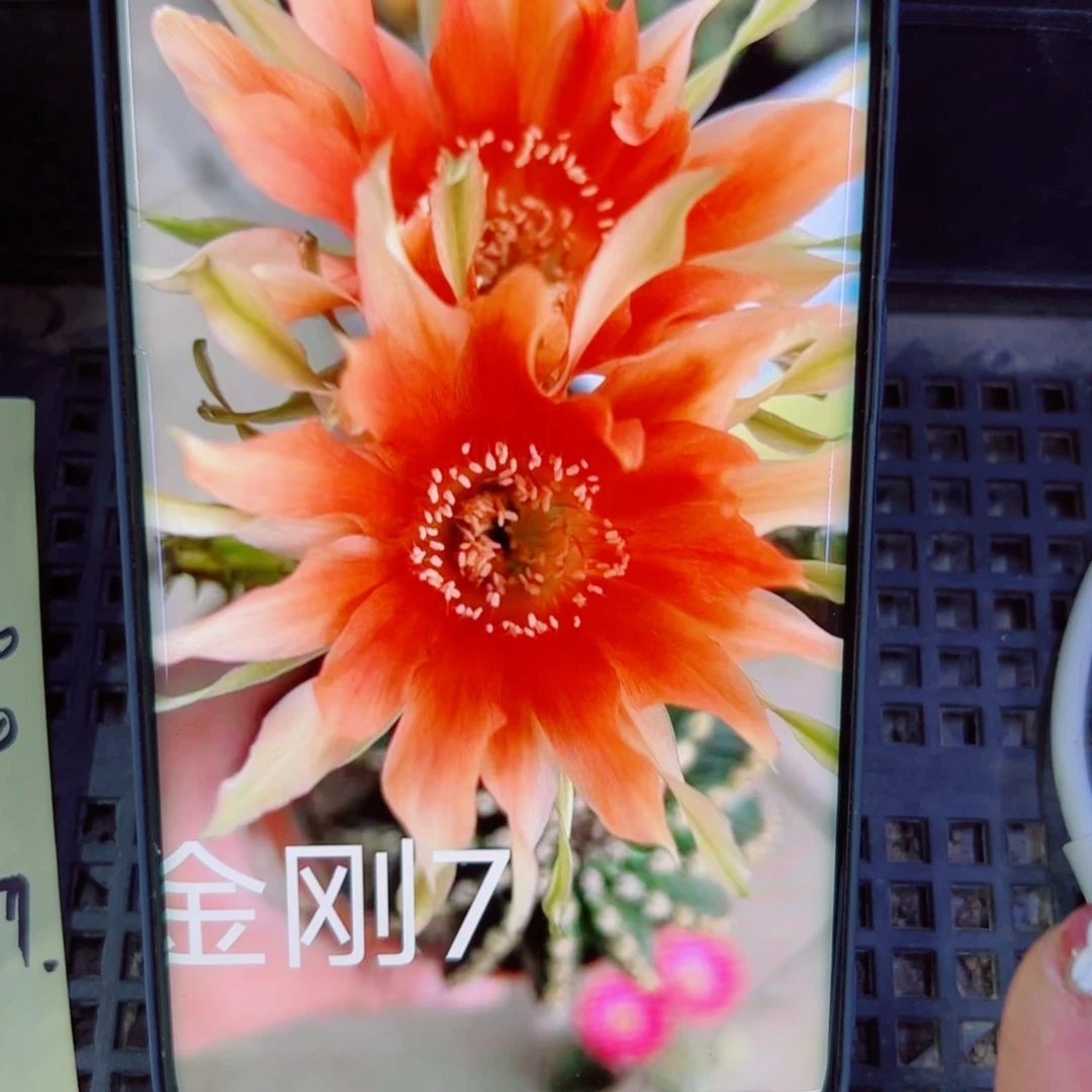 下49金刚7 歪无根侧芽4公分左右20包邮