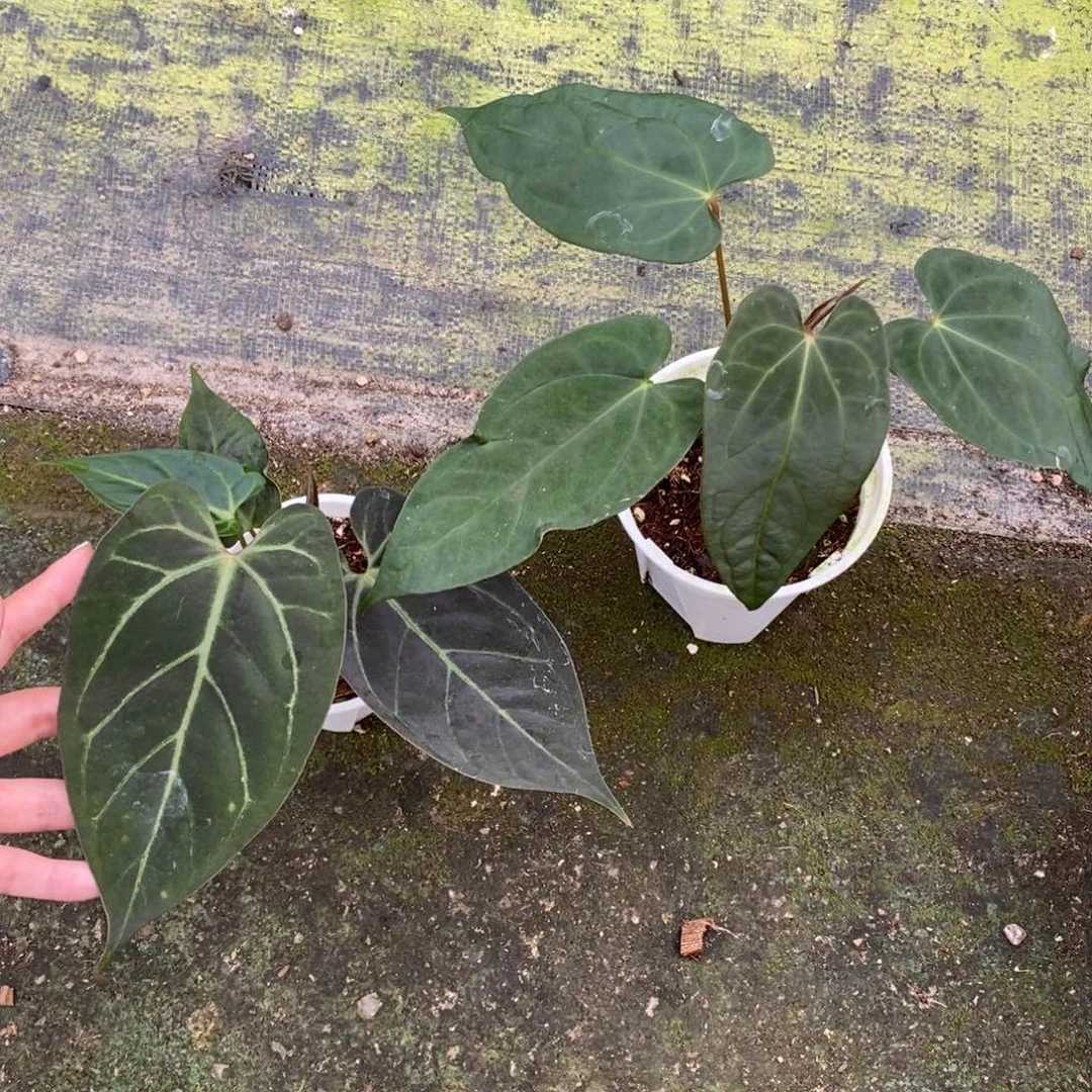 不开花植物2颗活动（无售后）