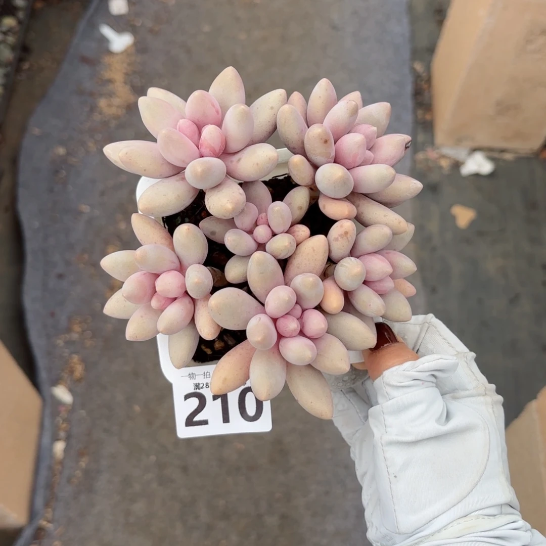 汤圆老桩无盆土发货