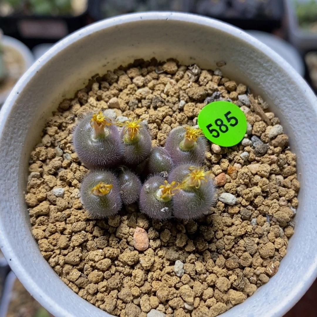 大型红毛球多肉植物585