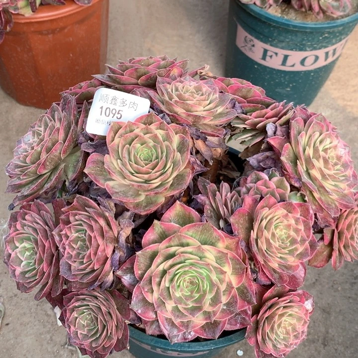 1095莲花座多肉植物特价不售后