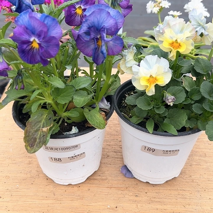 水晶抖音直播闪拍188/189