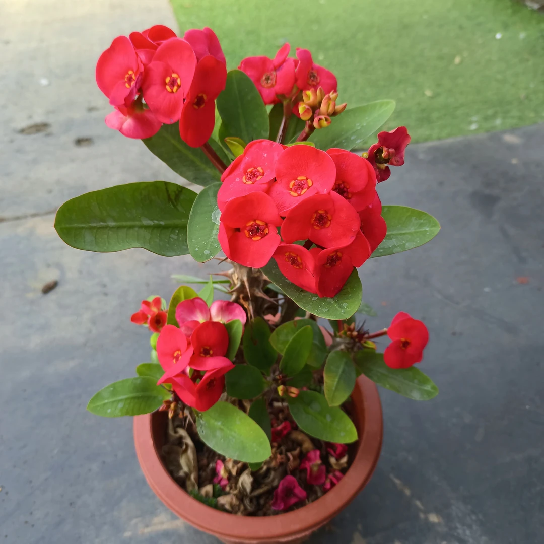 大花大叶虎刺梅红花