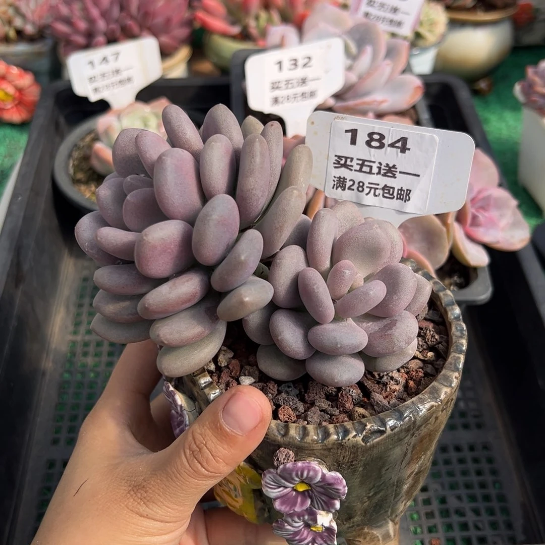 表妹精品多肉植物184.