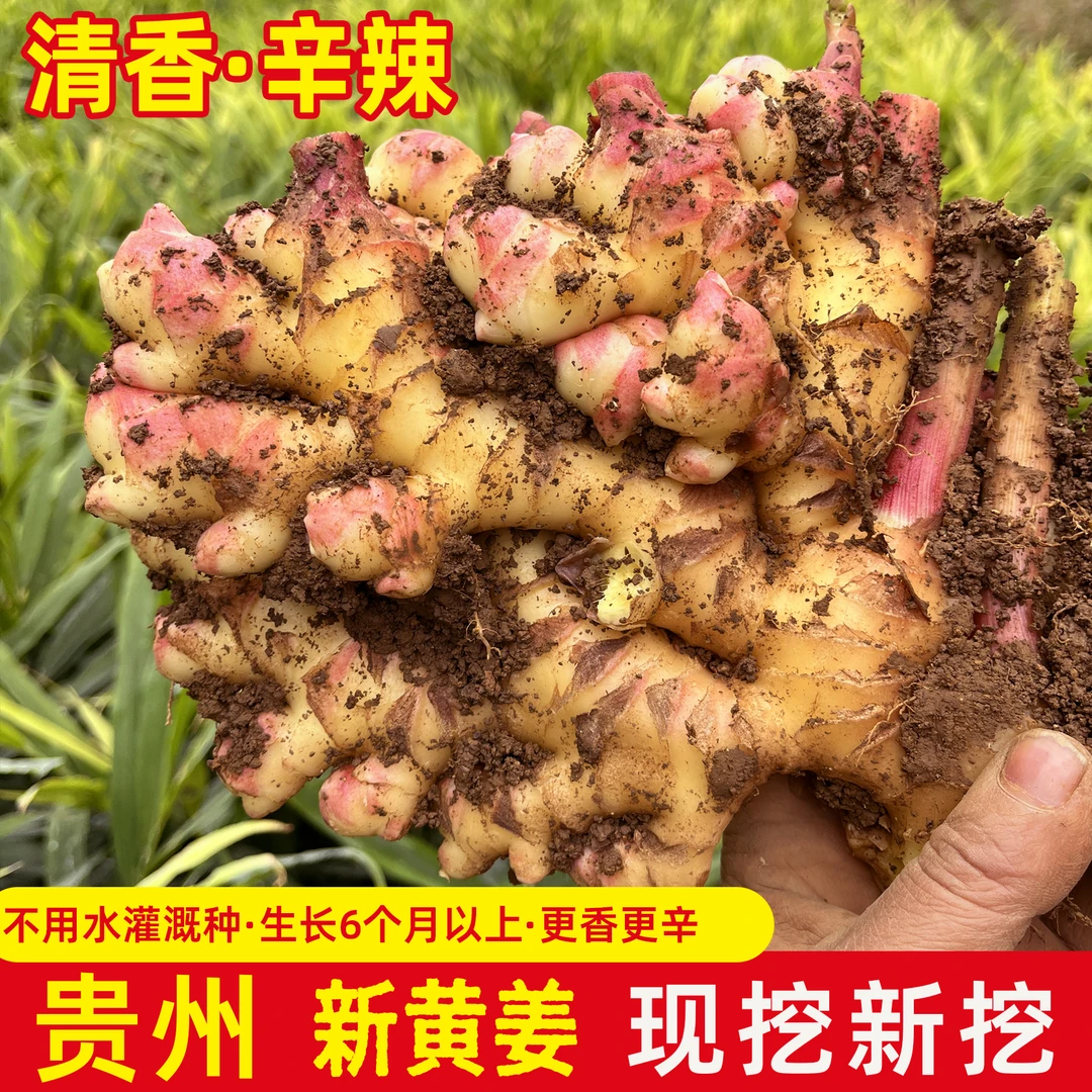 贵州农家新鲜黄姜 二非小黄姜露天现挖现发做泡姜烹饪辛辣清香