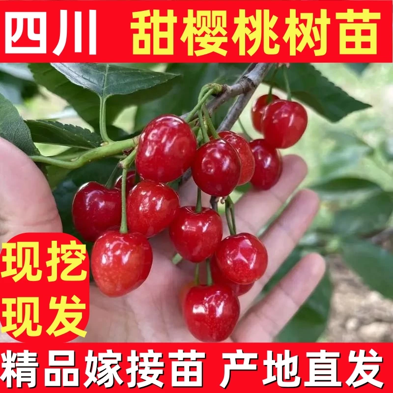 四川红妃樱桃树苗玛瑙红树苗  现挖现发品种纯正  盆栽地址易结果