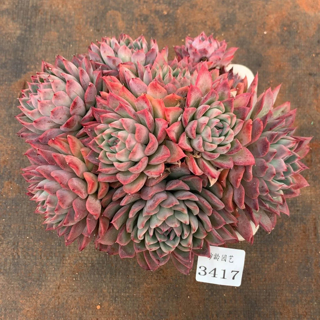 3417杂交精品基地18厘米