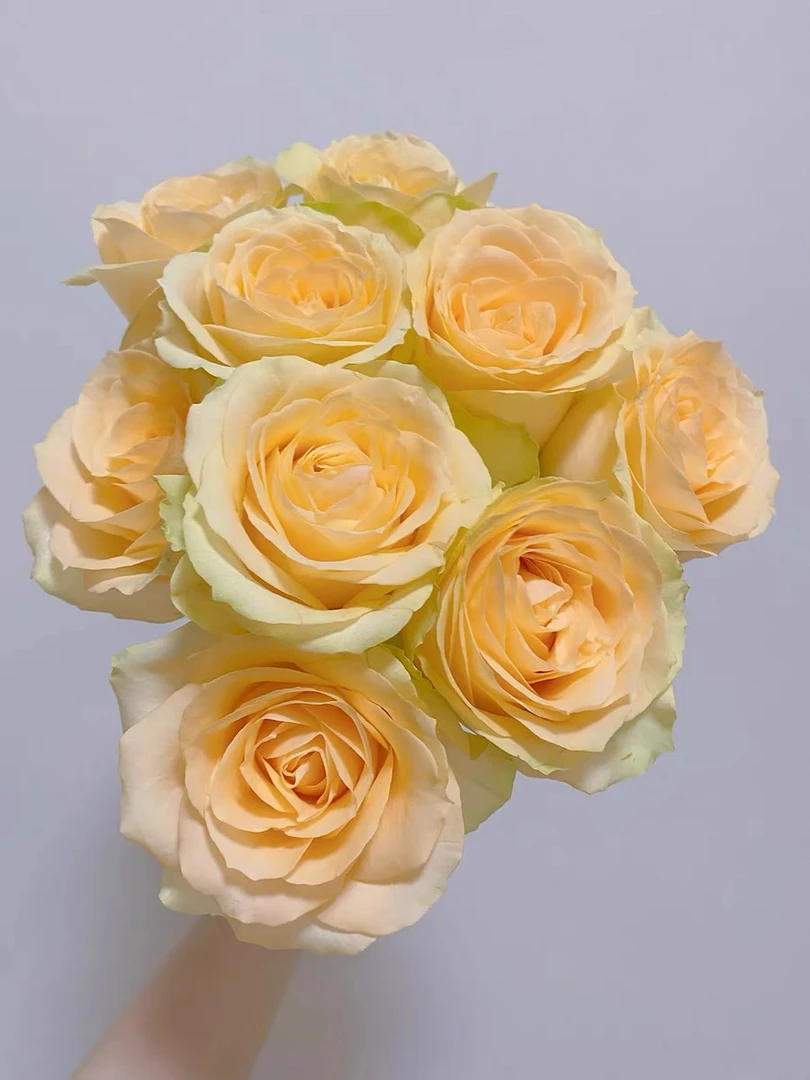 香槟玫瑰》香槟玫瑰8+2枝防损 拒收不售后