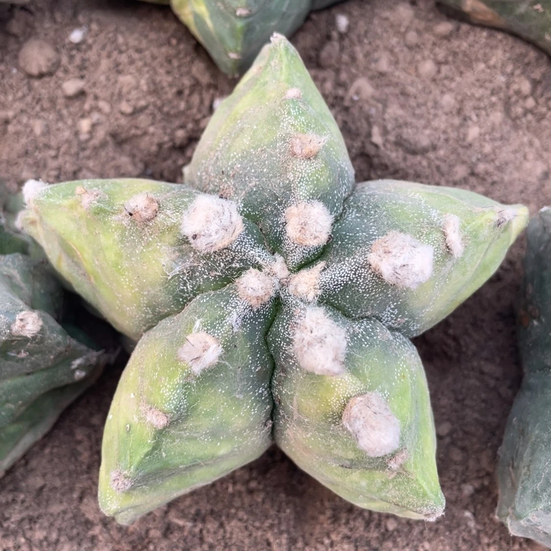 有根黄体银纱龟甲鸾