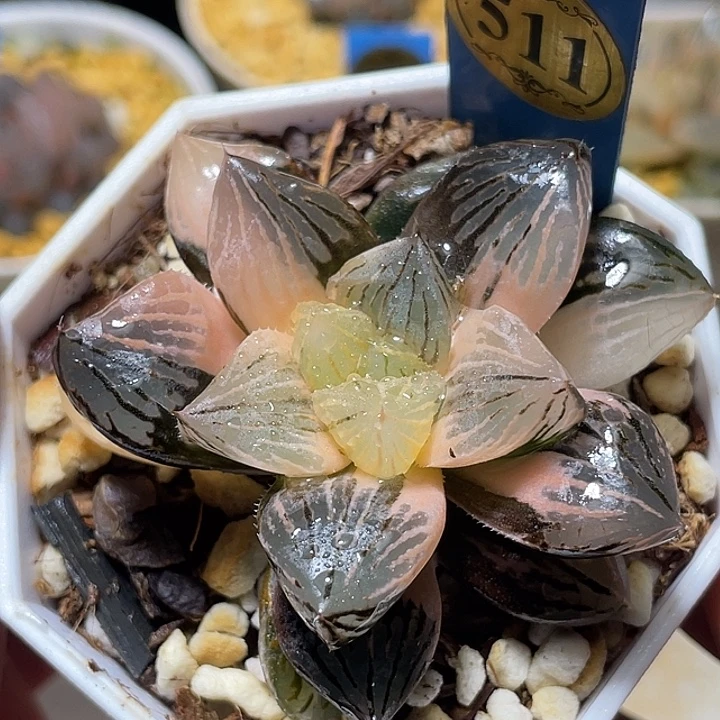 511赤焰玉露锦特选福利
