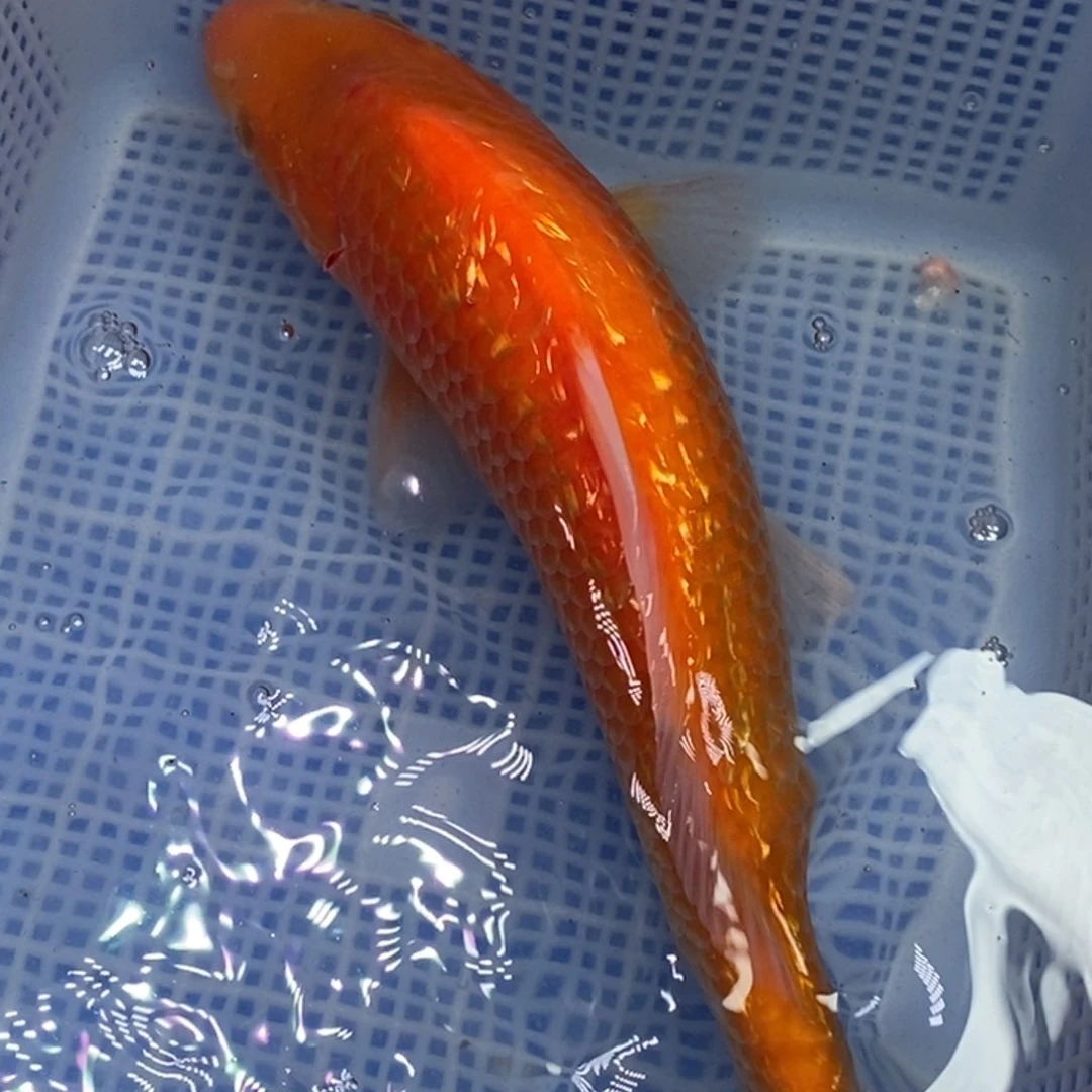 锦鲤锦鲤 开衩掉麟充血属于正常情况 介意别拍